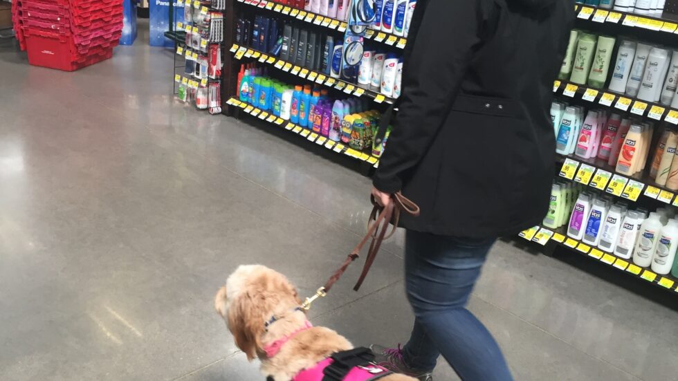 Diabetic Alert Dog Training Top Dog